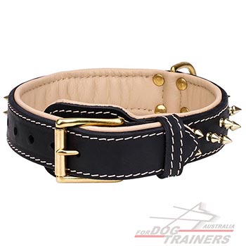 Buckle designer dog collar for your pet