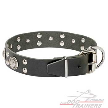 Shiny silvery hardware for leather canine collar 