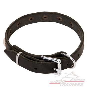 Dog Collar with Nickel Plated Hardware