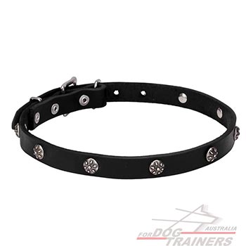 Walking Leather Dog Collar with Chrome Plated Decorations