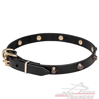 Studded Leather Dog Collar with Rivets