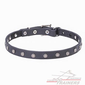 Dog collar with nickel plated stars adornment