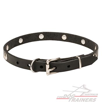Collar for Dogs with Rustproof Hardware