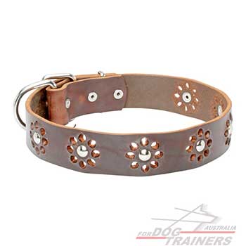Brown leather collar for dog daily walking
