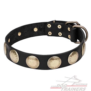Walking Leather Dog Collar with Large Brass Circles