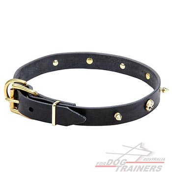 Goldish hardware for quality leather dog collar