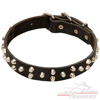 Genuine leather dog collar studded