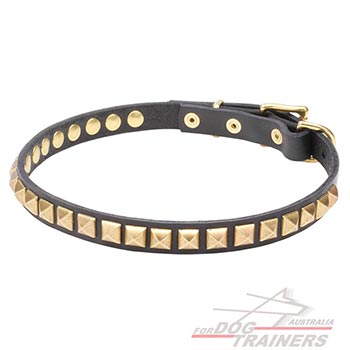 Collar for Dogs with Shining Brass Studs