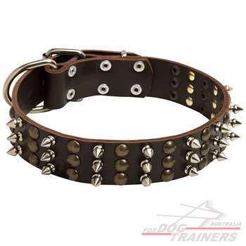 Leather dog collar adorned for extra beauty