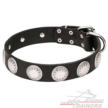 Leather Collar for Dogs with Chrome Plated Circles