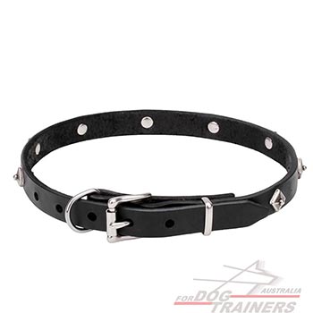Leather walking dog collar with chrome plated hardware