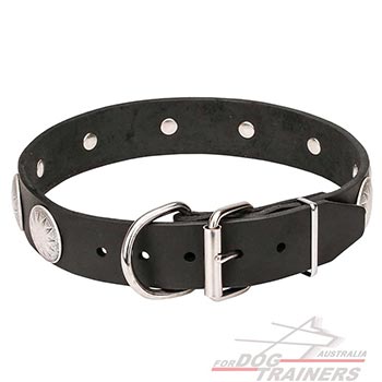 Chrome plated steel hardware on leather dog collar