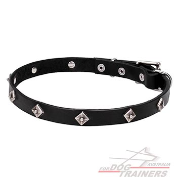Dog collar with chrome plated studs