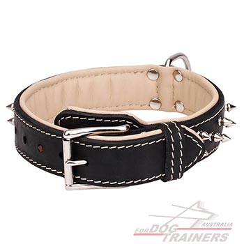 Nappa Padded Leather Dog Collar with Nickel Plated Spikes