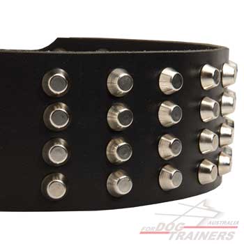 Nickel plated studs on leather collar for walking