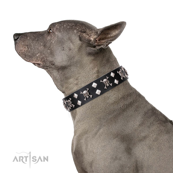 Everyday walking decorated dog collar of high quality genuine leather