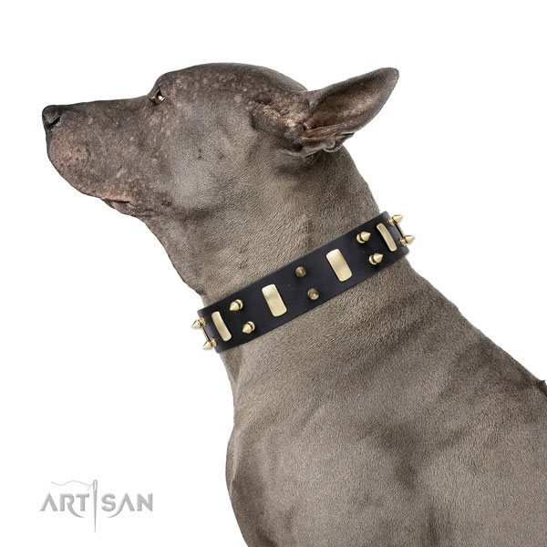 Everyday walking embellished dog collar of durable genuine leather