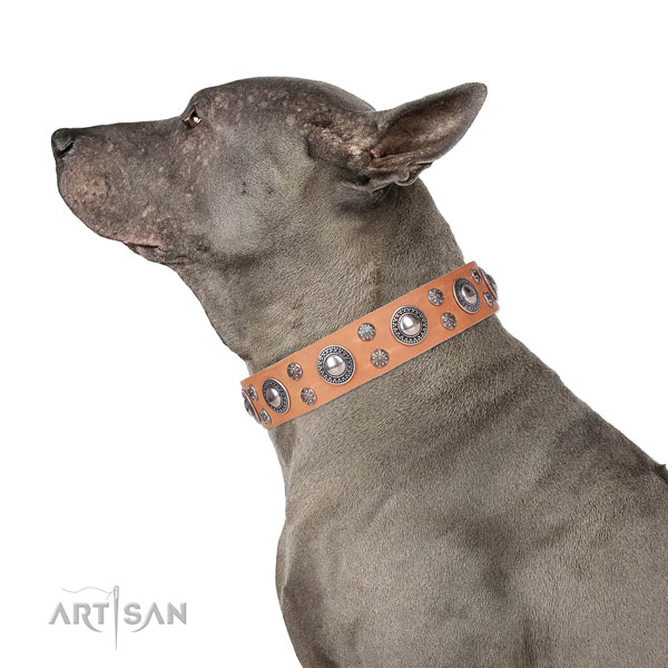 Everyday use embellished dog collar of top notch leather