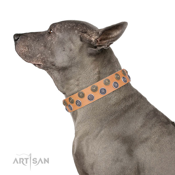 Walking adorned dog collar of finest quality material