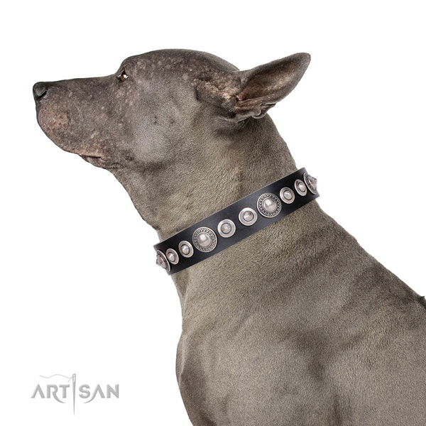 Designer studded leather dog collar for daily walking