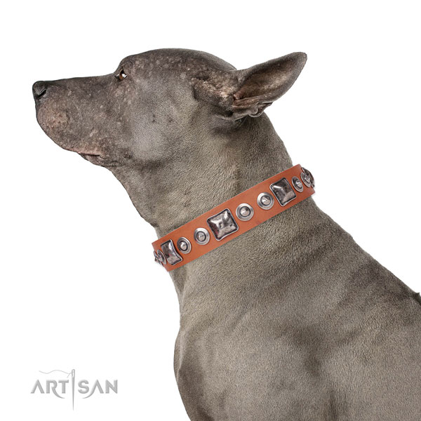 Impressive embellished leather dog collar for comfortable wearing