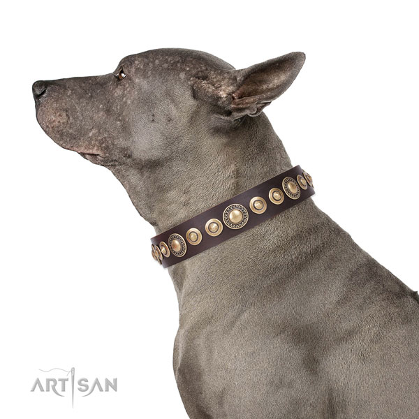 Remarkable decorated genuine leather dog collar
