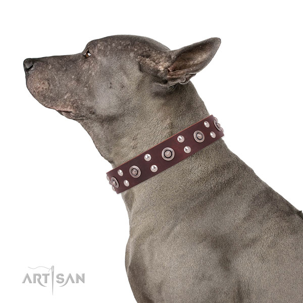 Walking adorned dog collar made of strong genuine leather