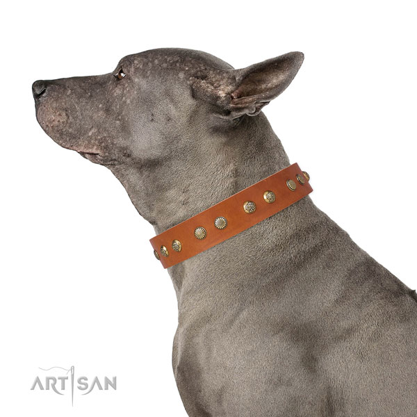Significant decorations on everyday walking full grain genuine leather dog collar