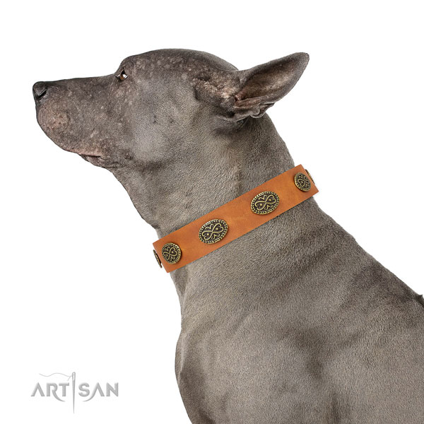 Fashionable studs on daily walking leather dog collar