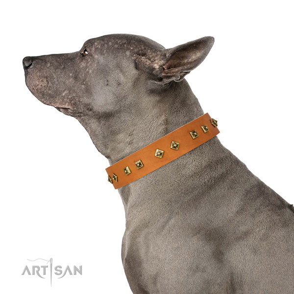 Extraordinary studs on daily use dog collar