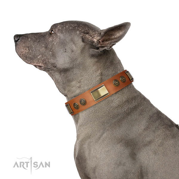 Incredible decorations on daily use dog collar