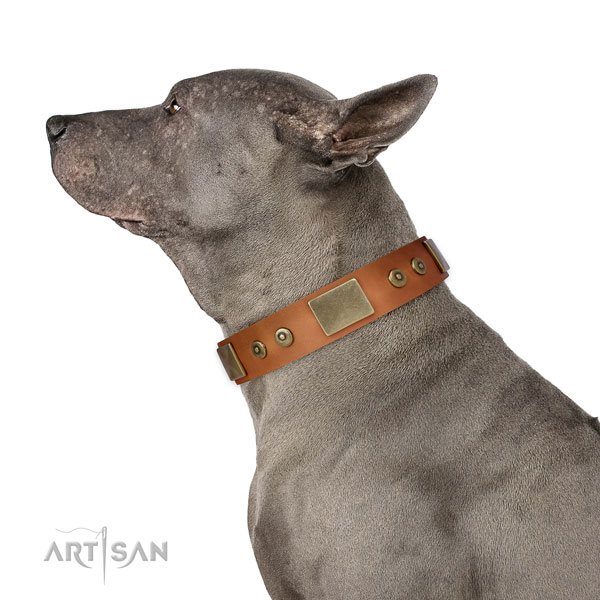 Quality comfy wearing dog collar of genuine leather