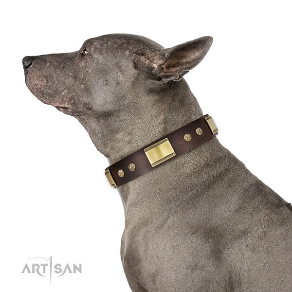 Fancy walking dog collar of natural leather with stylish adornments