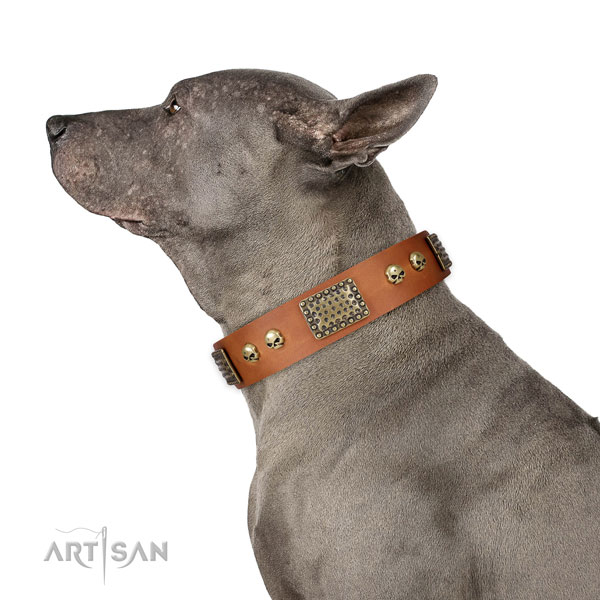 Corrosion proof buckle on leather dog collar for daily use