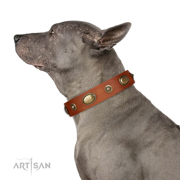 Comfy wearing dog collar of natural leather with stylish design embellishments
