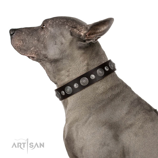 Unique natural leather dog collar with corrosion proof fittings