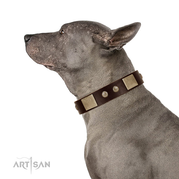 Corrosion proof buckle on leather dog collar for daily use