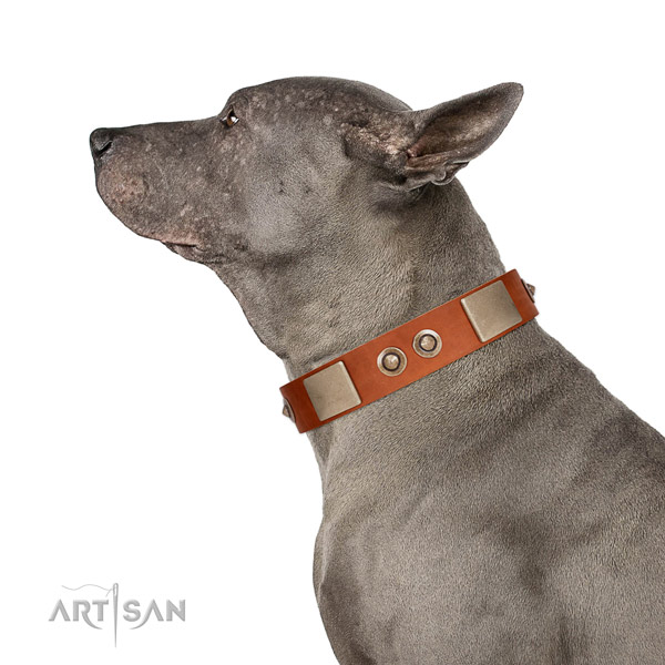 Corrosion proof fittings on full grain leather dog collar for everyday use
