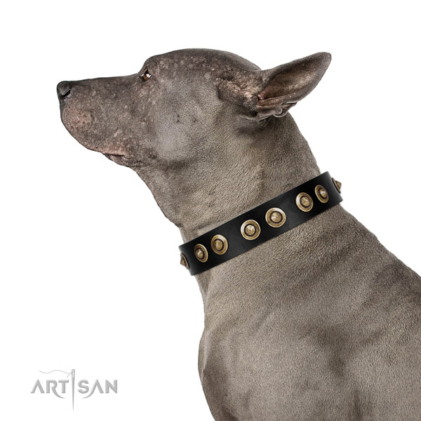 Daily walking dog collar of leather with extraordinary adornments