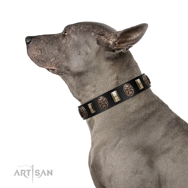 Leather collar with adornments for your stylish four-legged friend