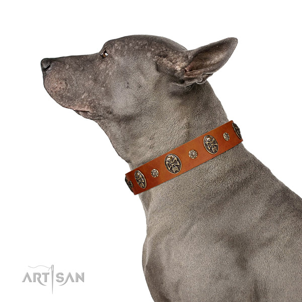 Everyday walking dog collar of natural leather with unusual decorations