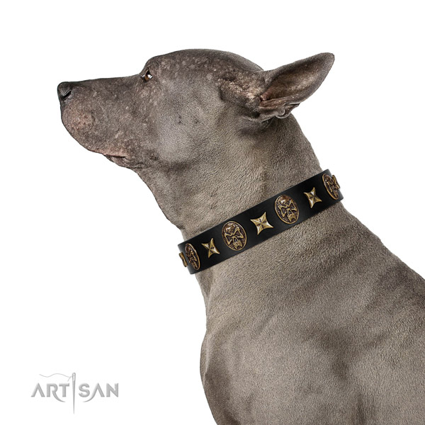 Handy use dog collar of natural leather with impressive adornments