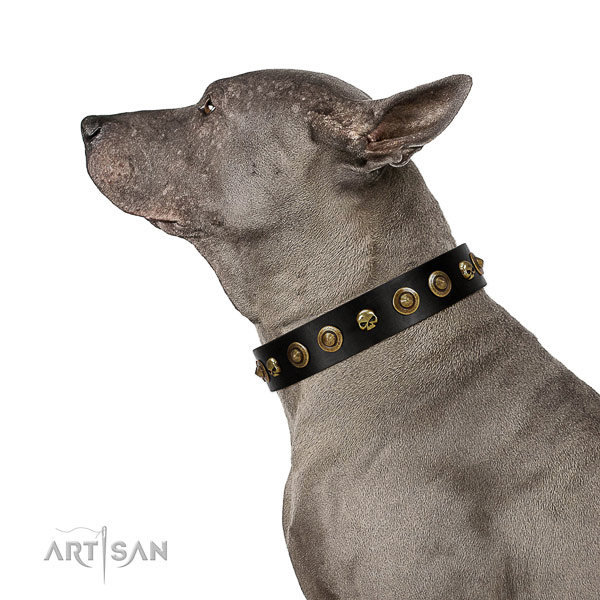 Strong full grain natural leather dog collar with adornments for your dog