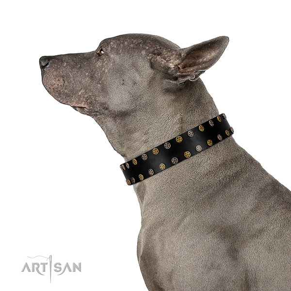 Awesome leather dog collar with corrosion proof studs