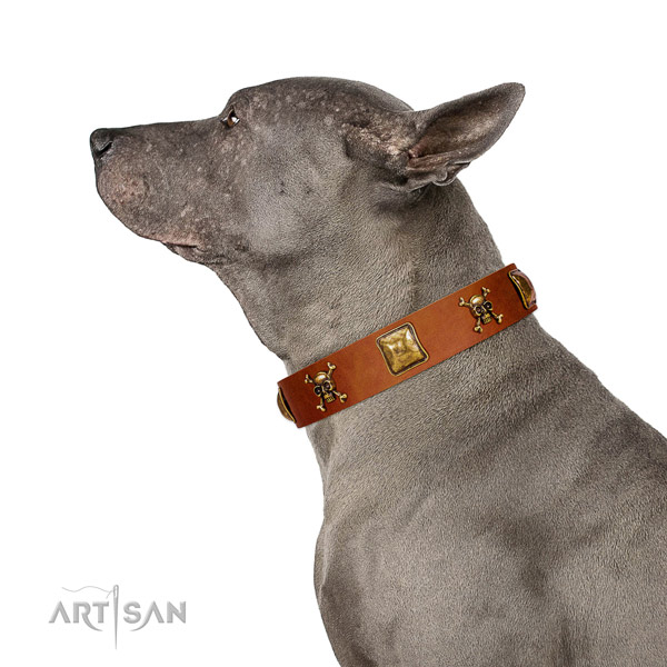 Stunning full grain leather dog collar with strong embellishments