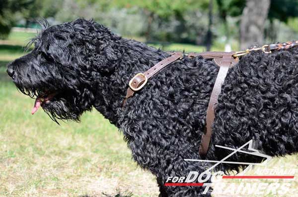 Harness for Black Russian Terrier comfortablr tracking and walking 