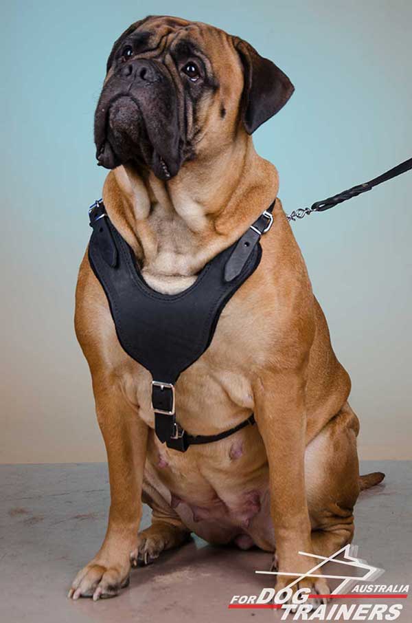 Bullmastiff leather harness with wide chest plate for attack/protection training