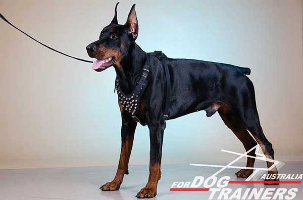 Doberman Leather Studded Harness Non Toxic Cover