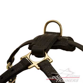 Walking dog harness equipped with gold-like hardware
