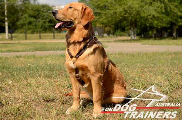 Golden Retriever dog harness of a great comfort